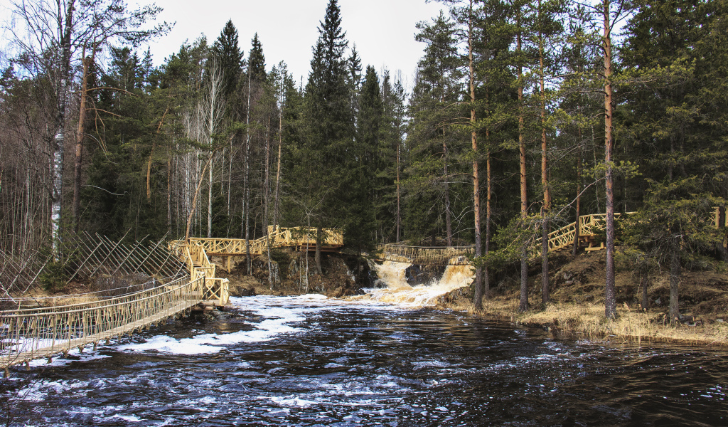 Быстрая река в хвойном лесу, Россия