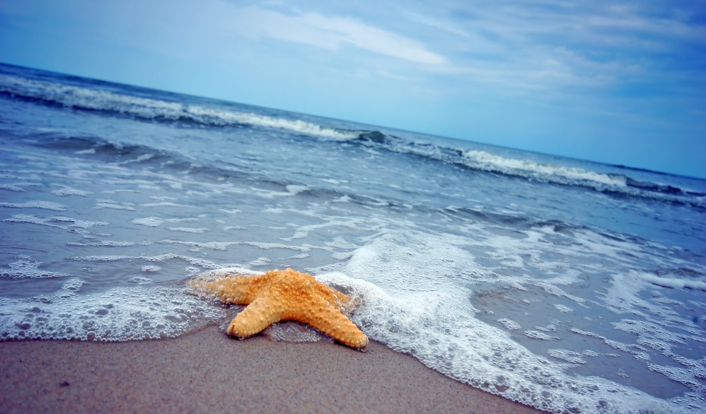 Морская звезда на песке у моря 