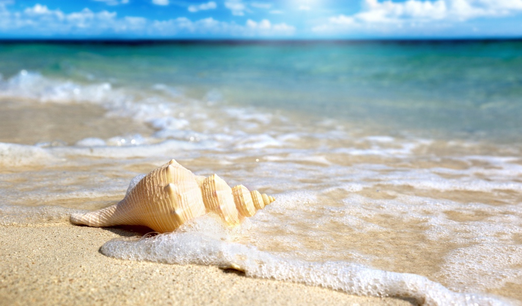 Большая ракушка лежит песке в морской пене