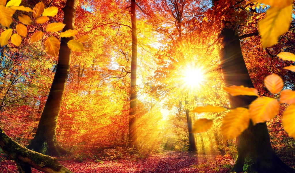 Яркое осеннее солнце пробивается сквозь желтые листья деревьев 