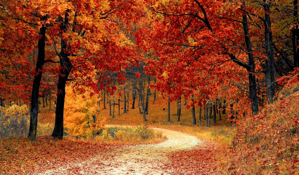 Яркие желтые листья на деревьях осенью
