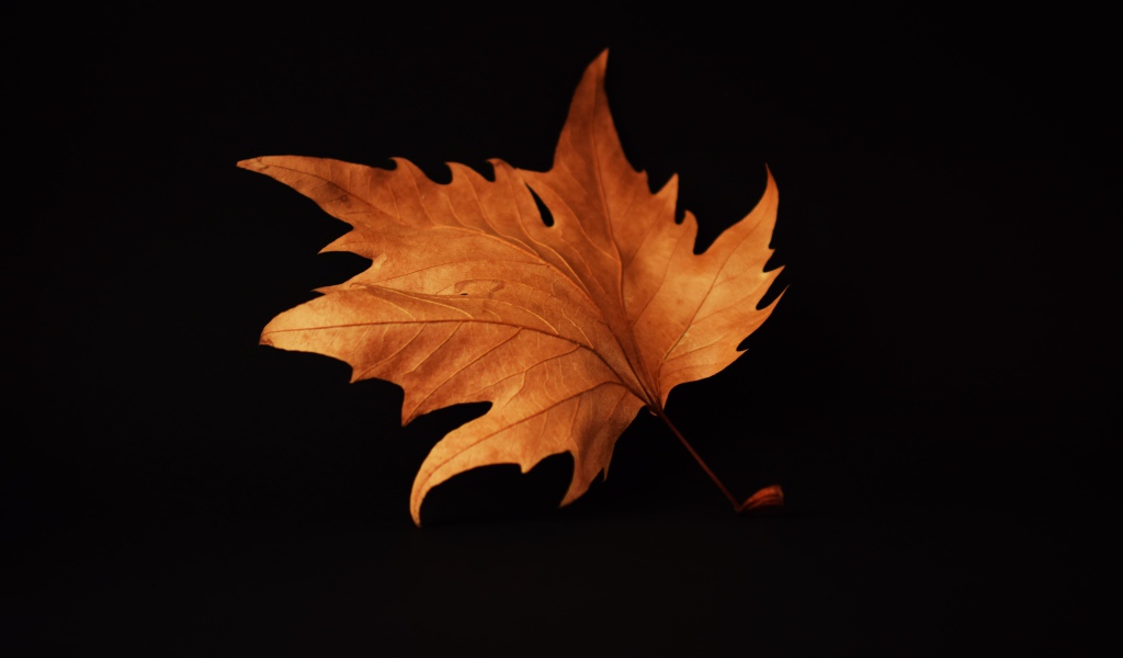 Желтый осенний лист на черном фоне