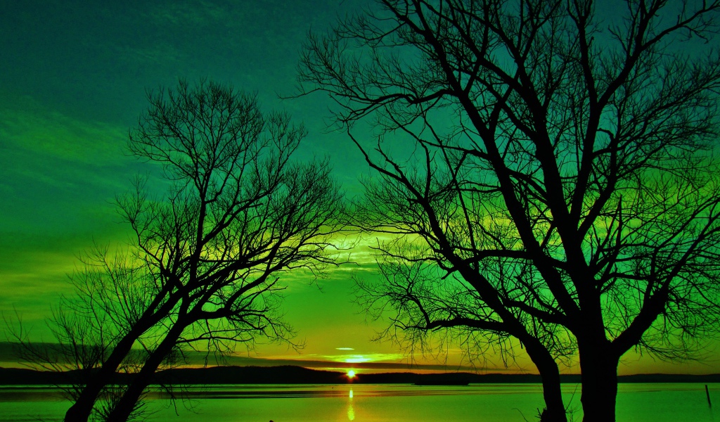 Силуэты деревьев на закате солнца