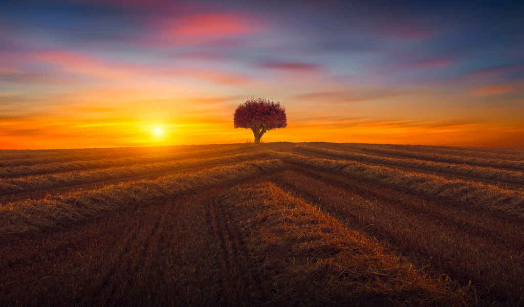 Закат солнца над полем с одиноким деревом осенью