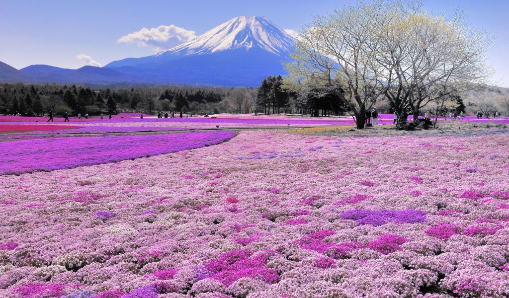 Красивые поля цветов на фоне вулкана Фудзияма, Япония