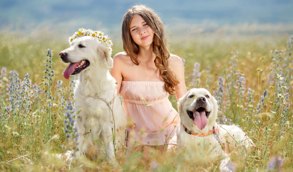 Красивая девочка шатенка с большими собаками на поле 