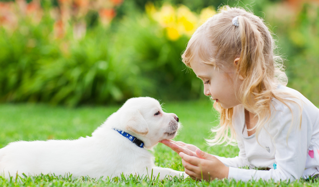 Маленькая девочка лежит на зеленой траве с щенком золотистого ретривера