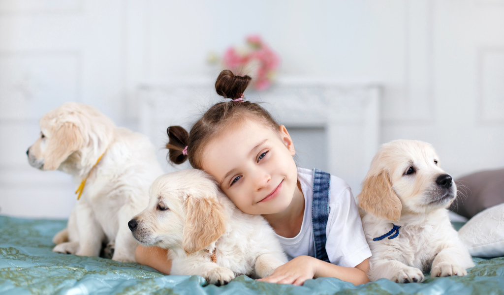Маленькая девочка со щенками золотистого ретривера
