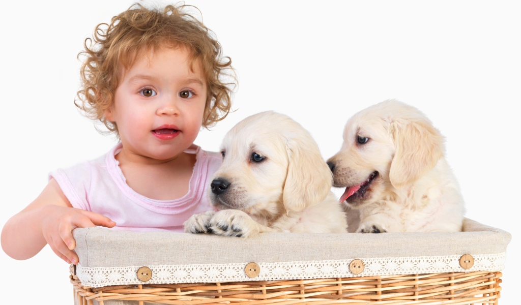 Маленькая девочка с щенками золотистого ретривера в корзине