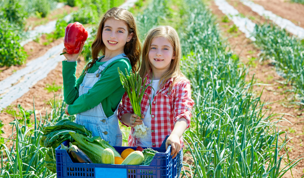 Две маленькие девочки собирают овощи на огороде