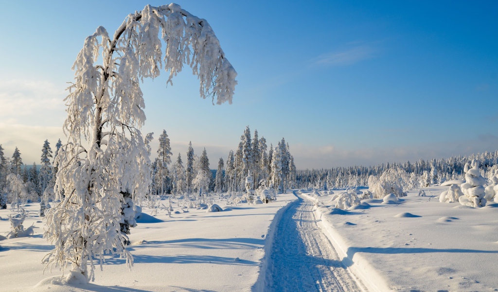 Заснеженная дорога у покрытых инеем деревьев солнечным зимним днем