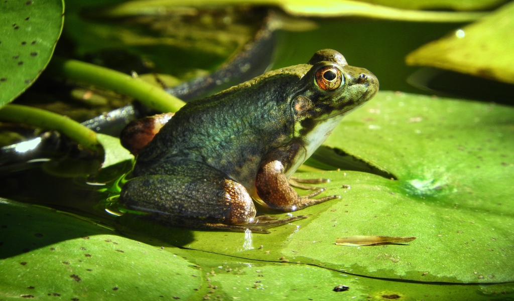 Большая зеленая жаба сидит на зеленом листе 