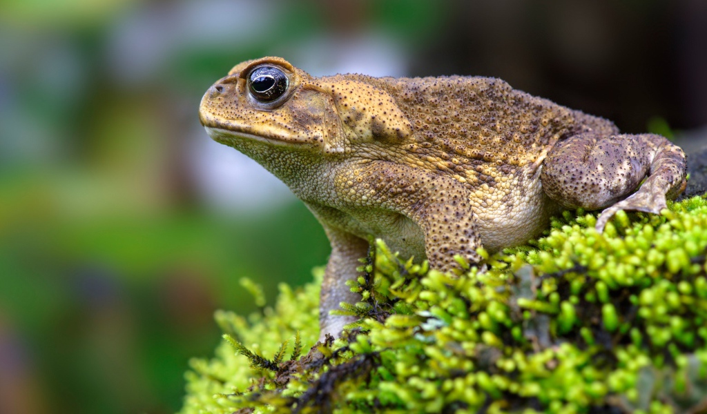 Большая жаба сидит на покрытом мхом камне