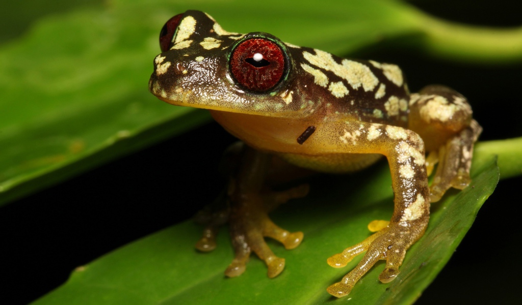 Большая лягушка с красными глазами на зеленом листе