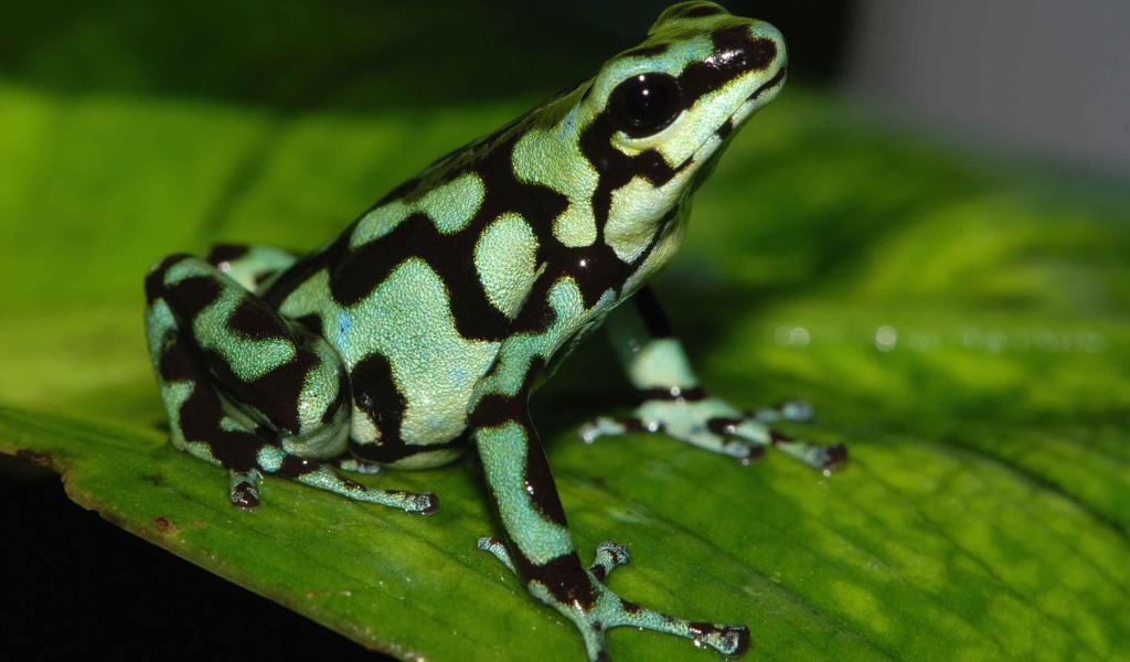 Черно зеленая ядовитая лягушка сидит на зеленом листе