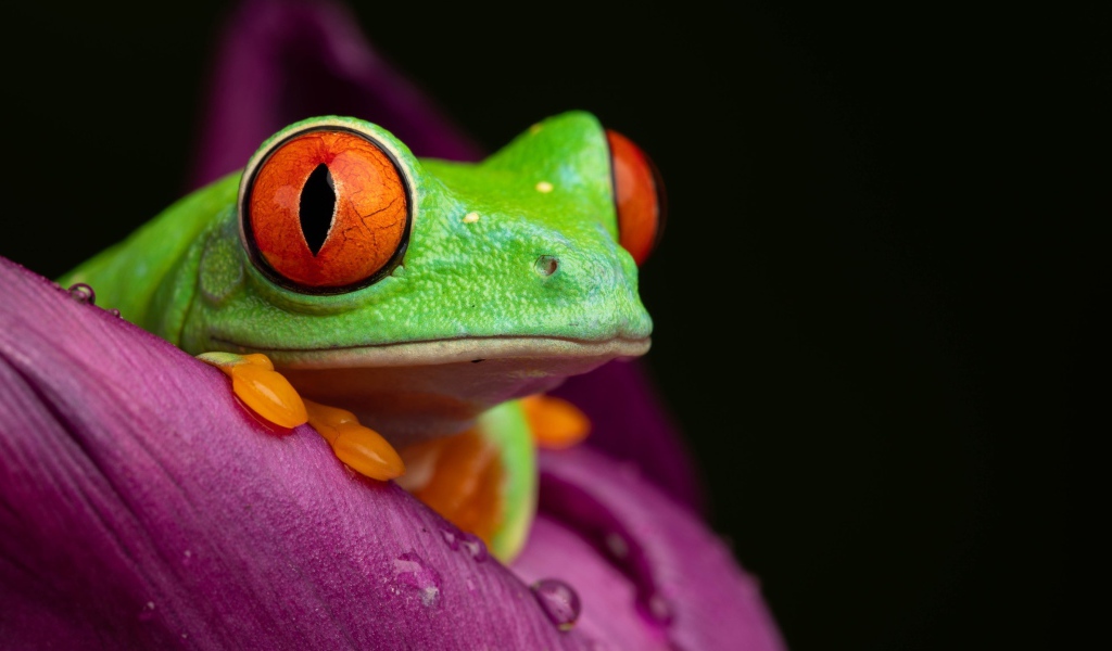 Зеленая лягушка Красноглазая Квакша на цветке