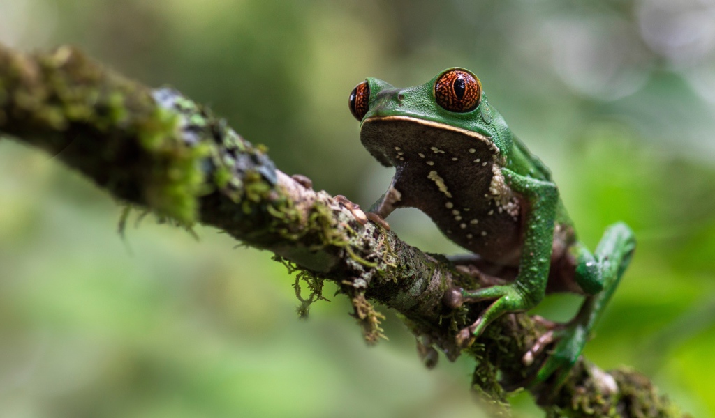 Зеленая лягушка сидит на ветке 