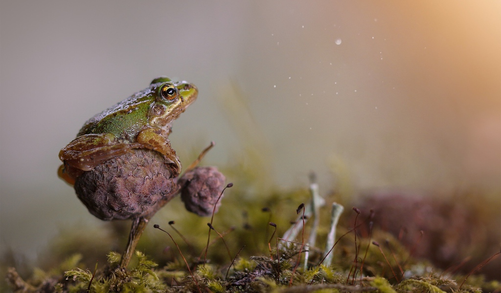 Зеленая лягушка сидит на грибе