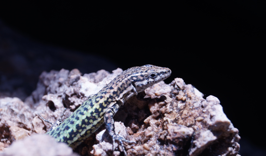 Маленькая ящерица сидит на камне 