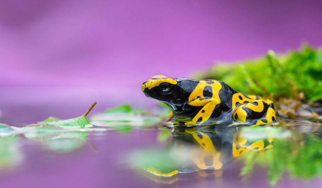 Ядовитая лягушка древолаз в воде 