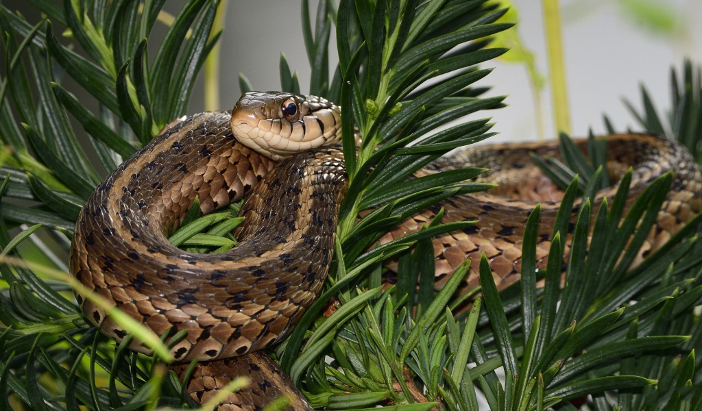 Змея сидит в зеленых ветках 