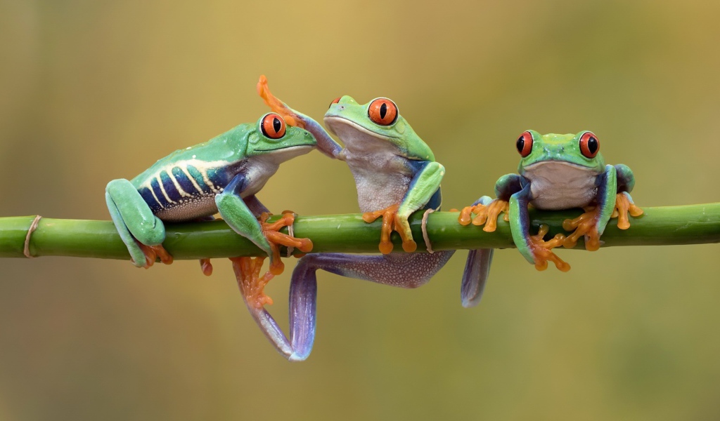 Три красноглазых квакши на ветке 