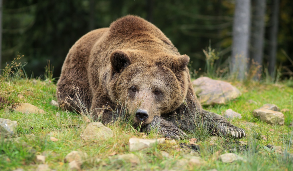 Большой бурый медведь лежит на земле с камнями