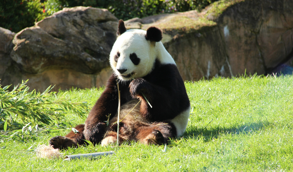 Большая панда грызет бамбук на зеленой траве