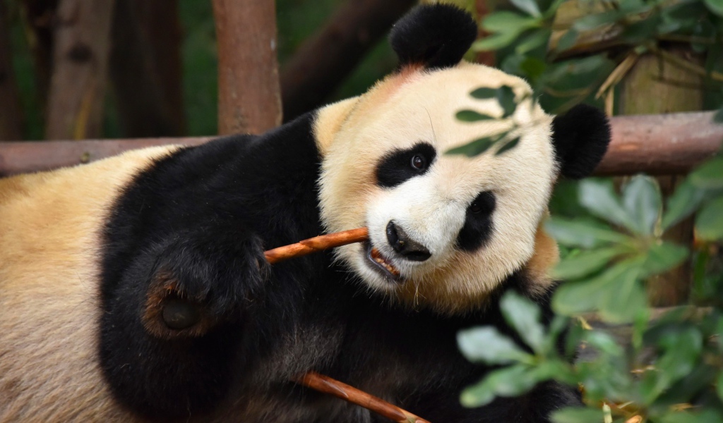 Большая панда в зоопарке грызет ветку