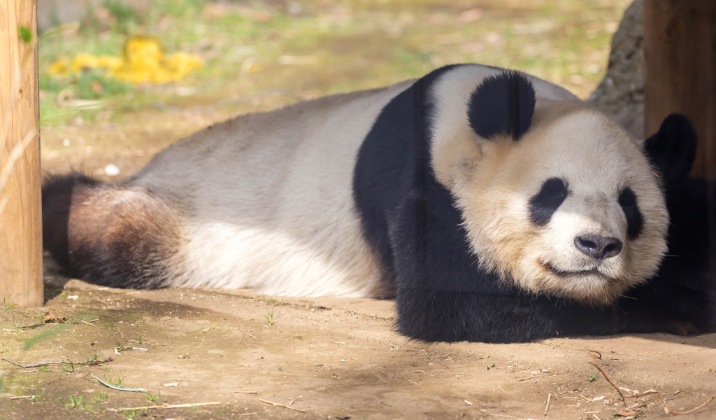 Большая панда спит в зоопарке 