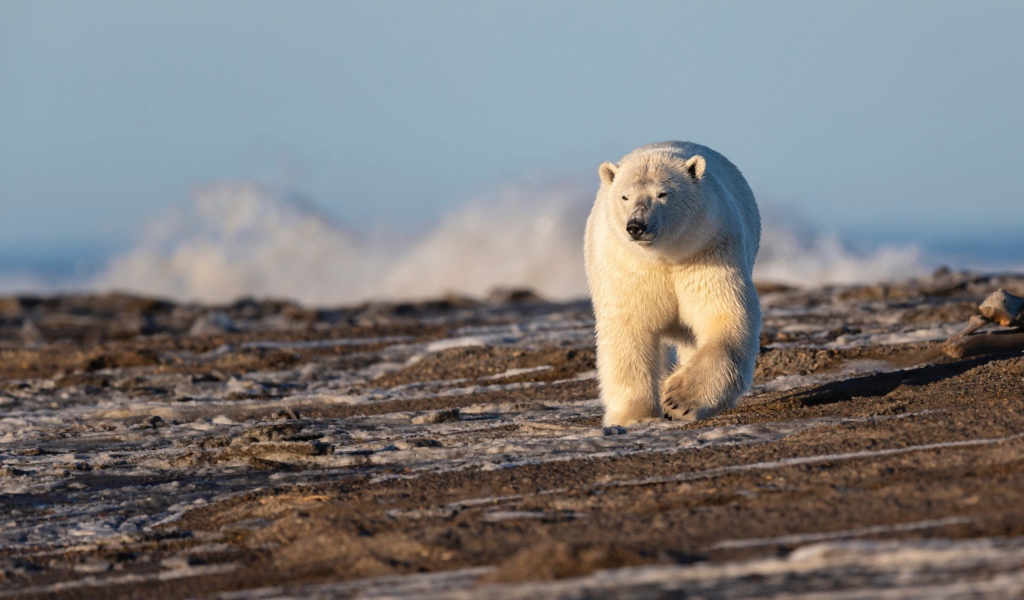 Большой белый медведь идет по песку