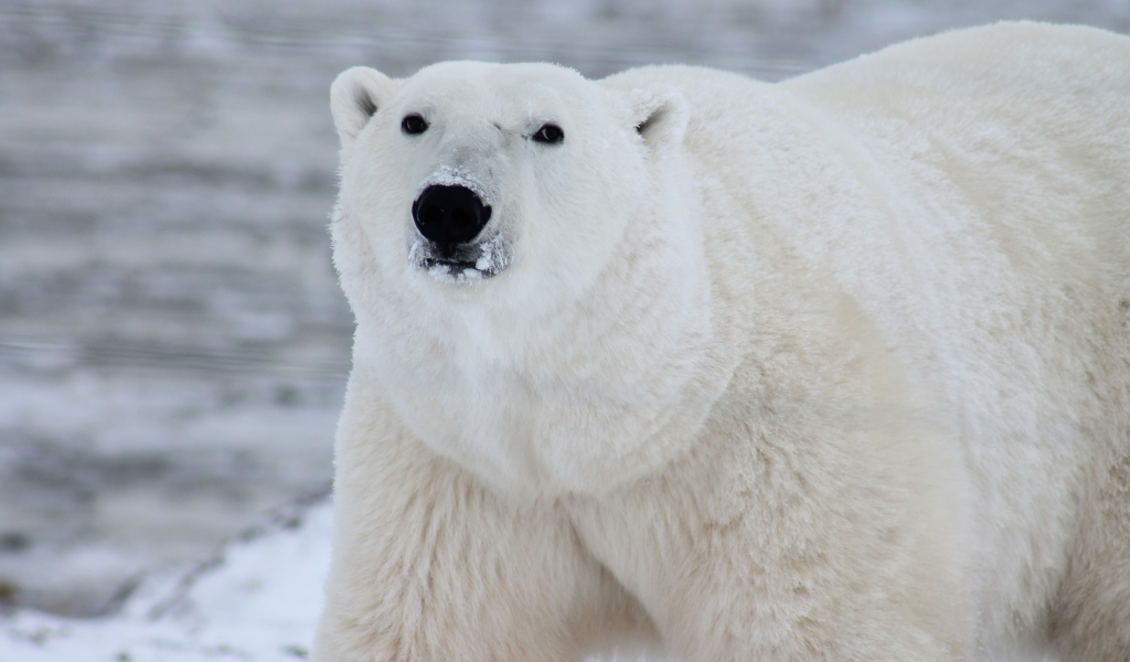 Большой белый медведь с мордой в снегу