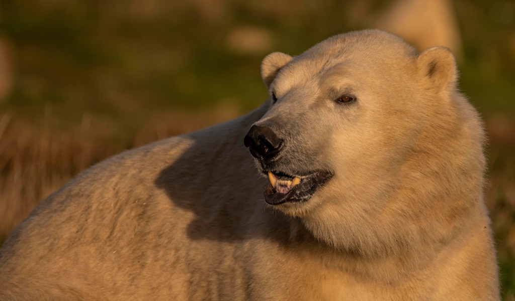 Большой белый медведь с острыми клыками