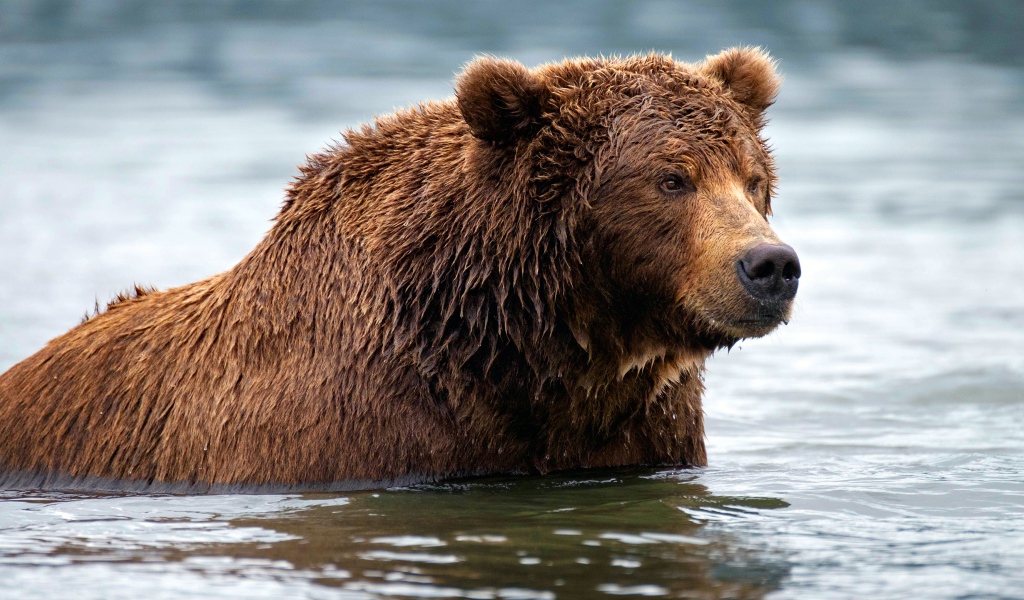 Большой мокрый бурый медведь в воде