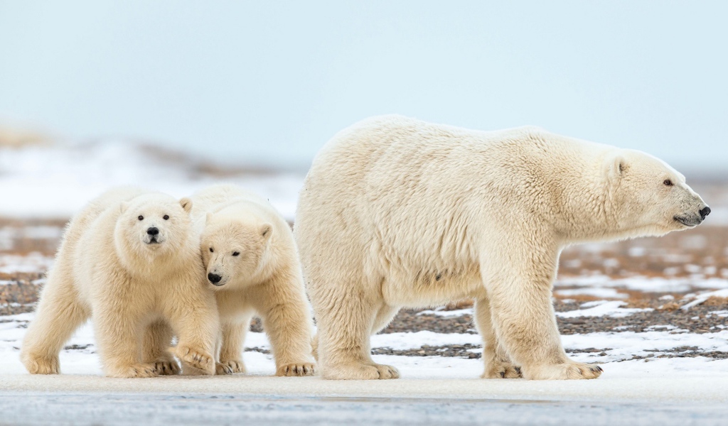 Big white bear walks in the snow with little cubs walks Похожие слова walk