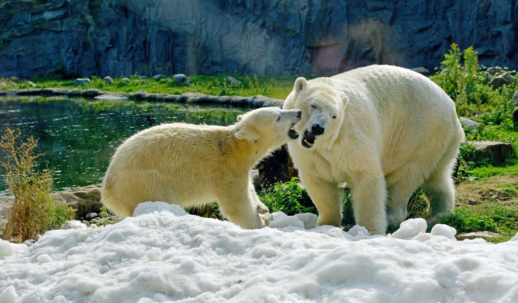 Большая белая медведица с медвежонком на снегу в зоопарке