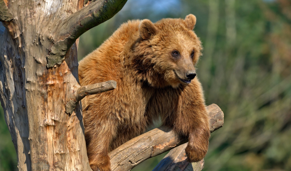 Бурый медведь сидит на сухом дереве