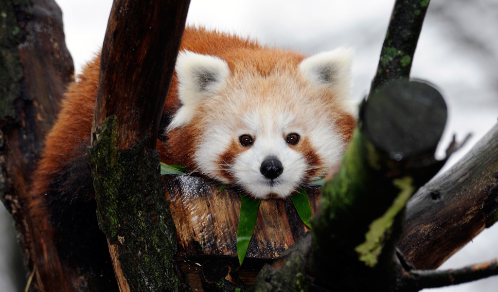 Cute little panda lies on a tree