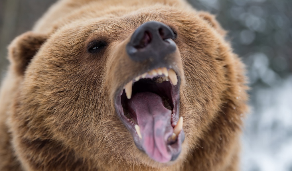 Terrible grin of a brown bear
