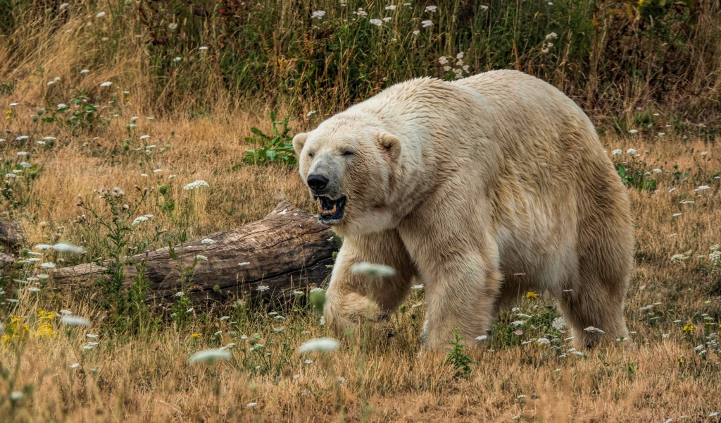 Грозный белый медведь с острыми клыками на траве