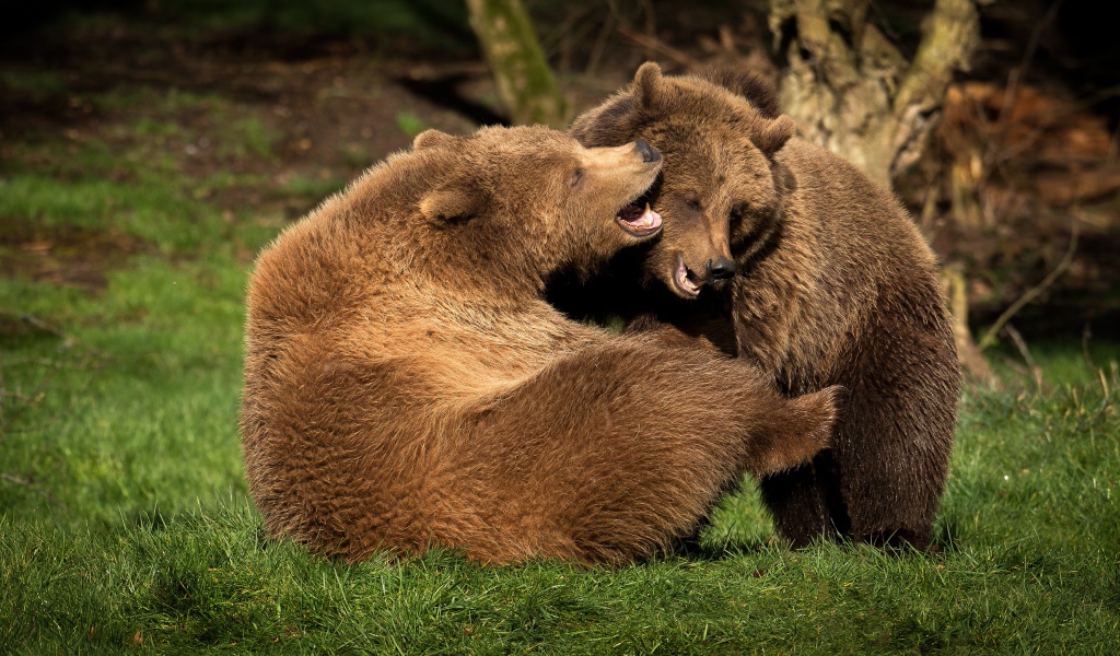 Два больших бурых медведя на зеленой траве