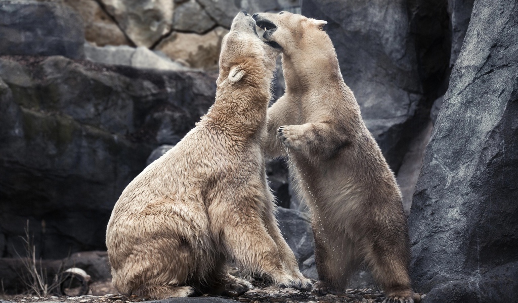 Two big white bears fighting