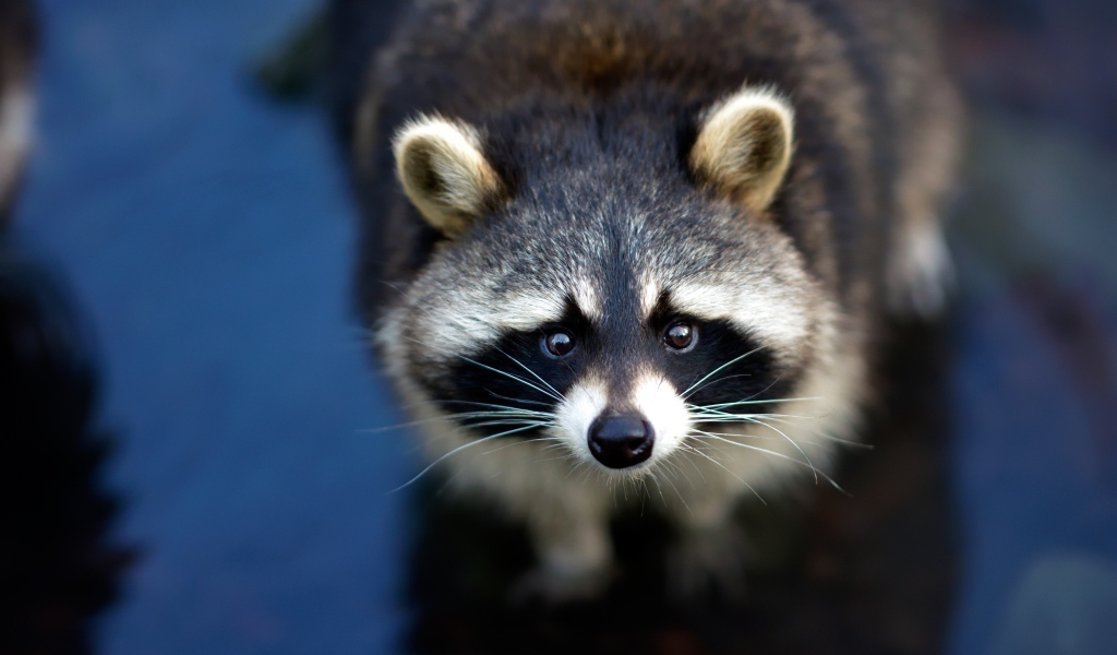 Любопытный енот с черным носом в воде