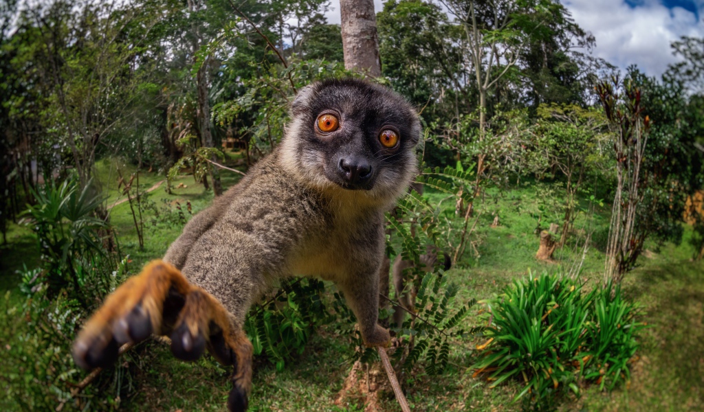 Смешной лемур лезет в камеру 