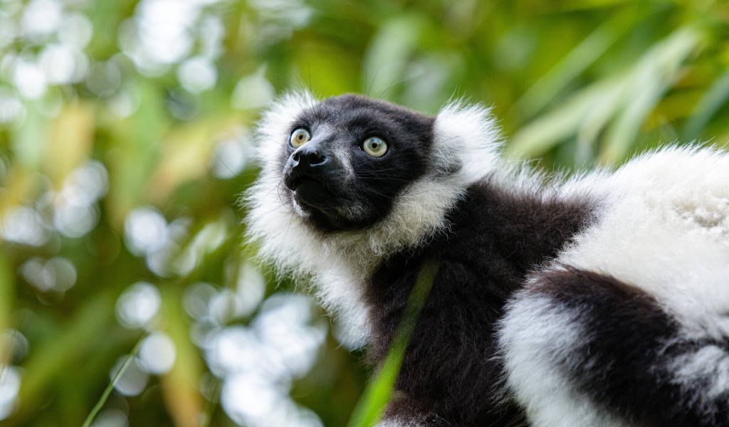 Лемур сидит на ветке дерева
