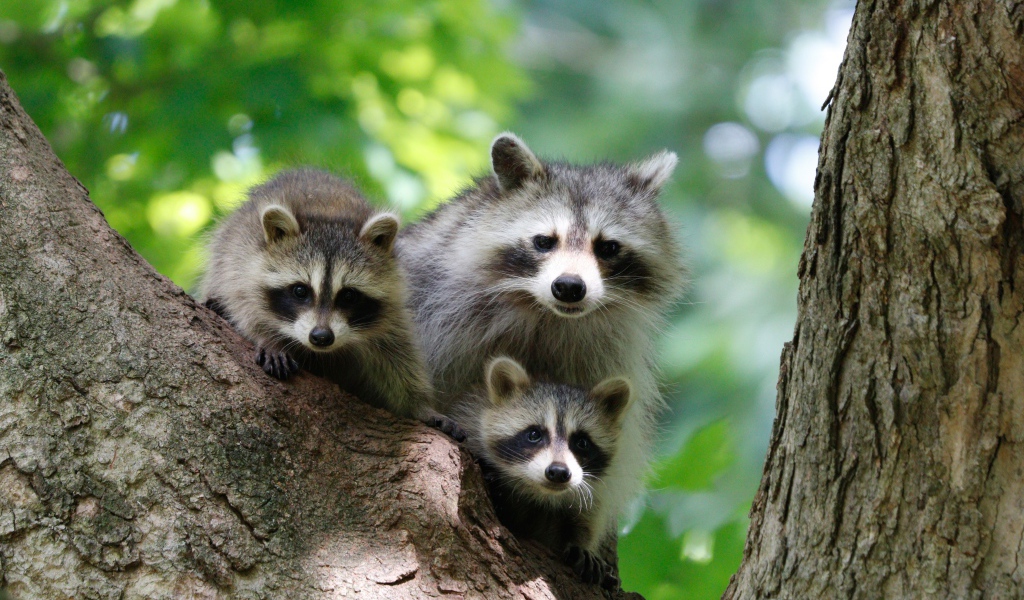 Три серых енота сидят на дереве 