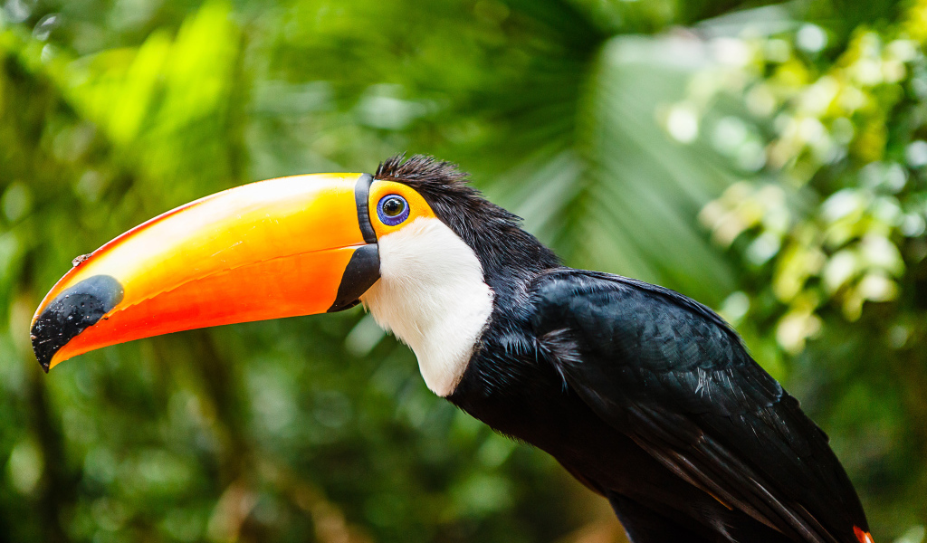 Большой тукан с длинным клювом сидит на ветке 