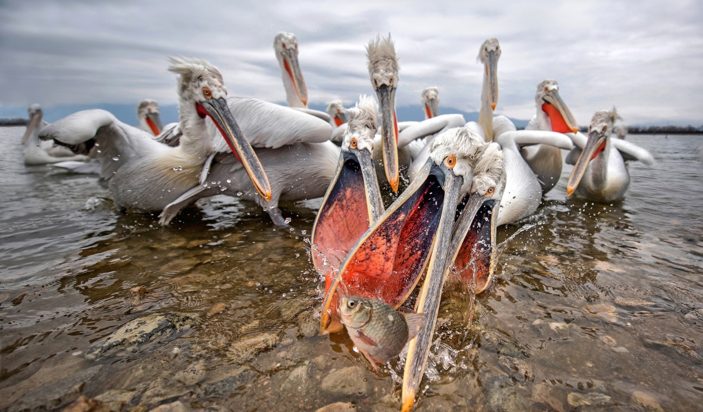 Стая пелинанов ловят рыбу