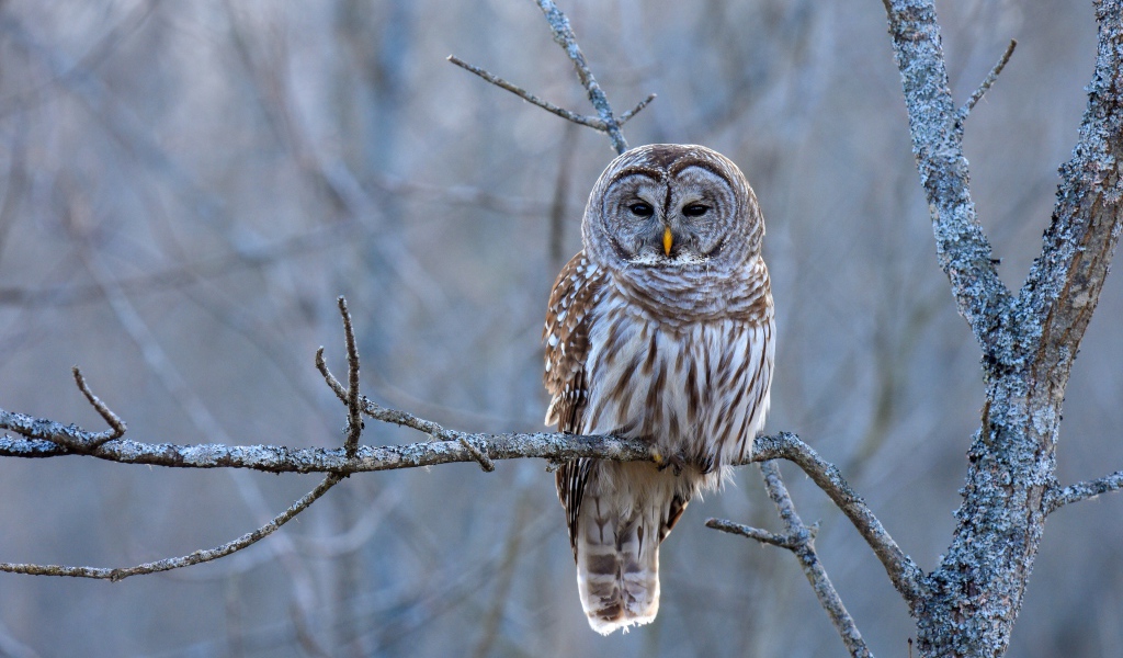 Большая коричневая сова сидит на ветке