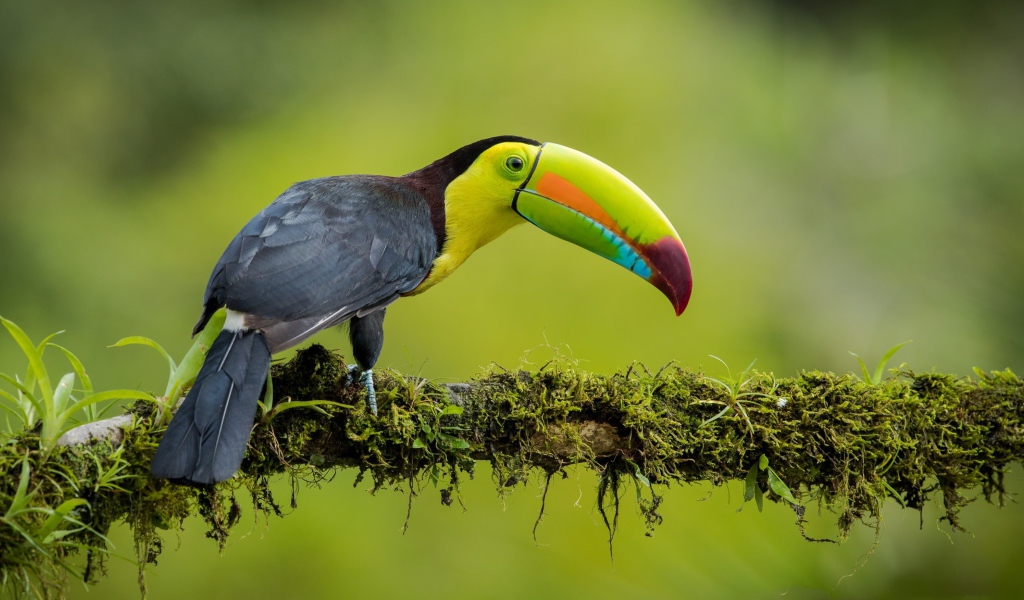 A multi-colored toucan is sitting on a branch